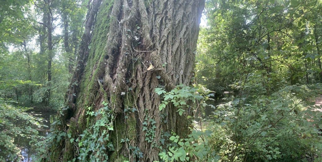 Bosco - Sorgenti della Muzzetta