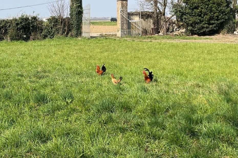 Cascina Cantalupo - Galline in libertà