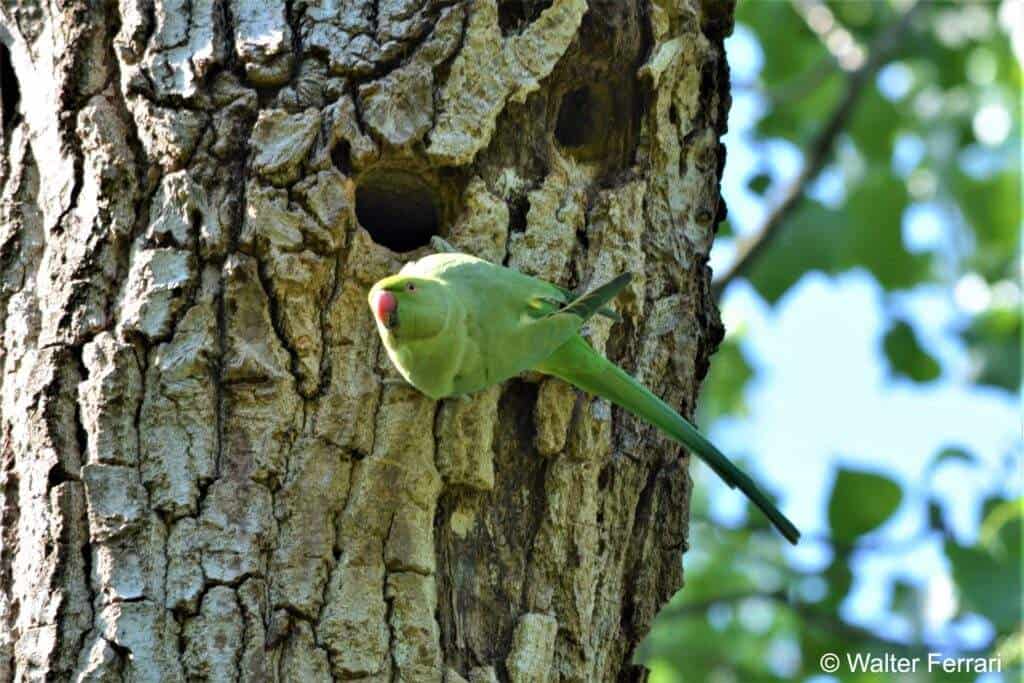 Il Parrocchetto dal collare - basso milanese ecomuseo vettabbia fontanili