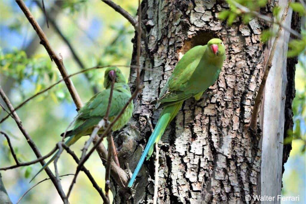 Il Parrocchetto dal collare - basso milanese ecomuseo vettabbia fontanili