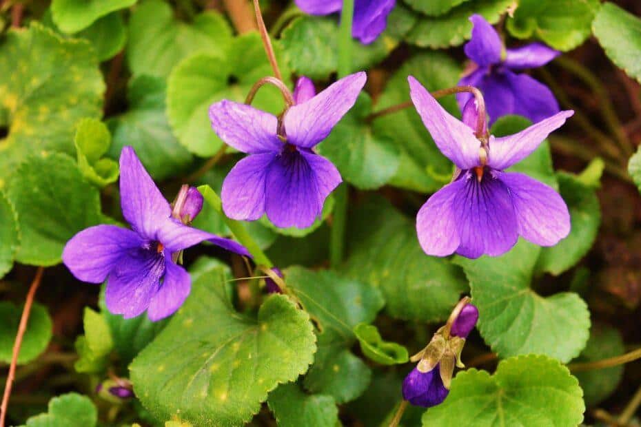 Viola Mammola nel basso milanese - Foto di Walter Ferrari