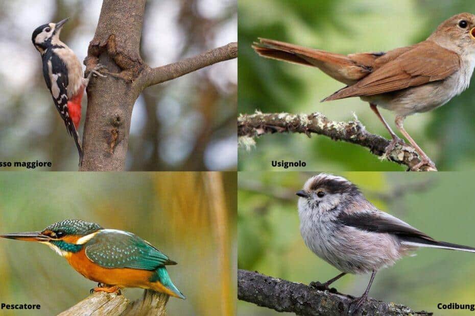 collage_avifauna_oasi Bosco di Montorfano_ Scheda EVF