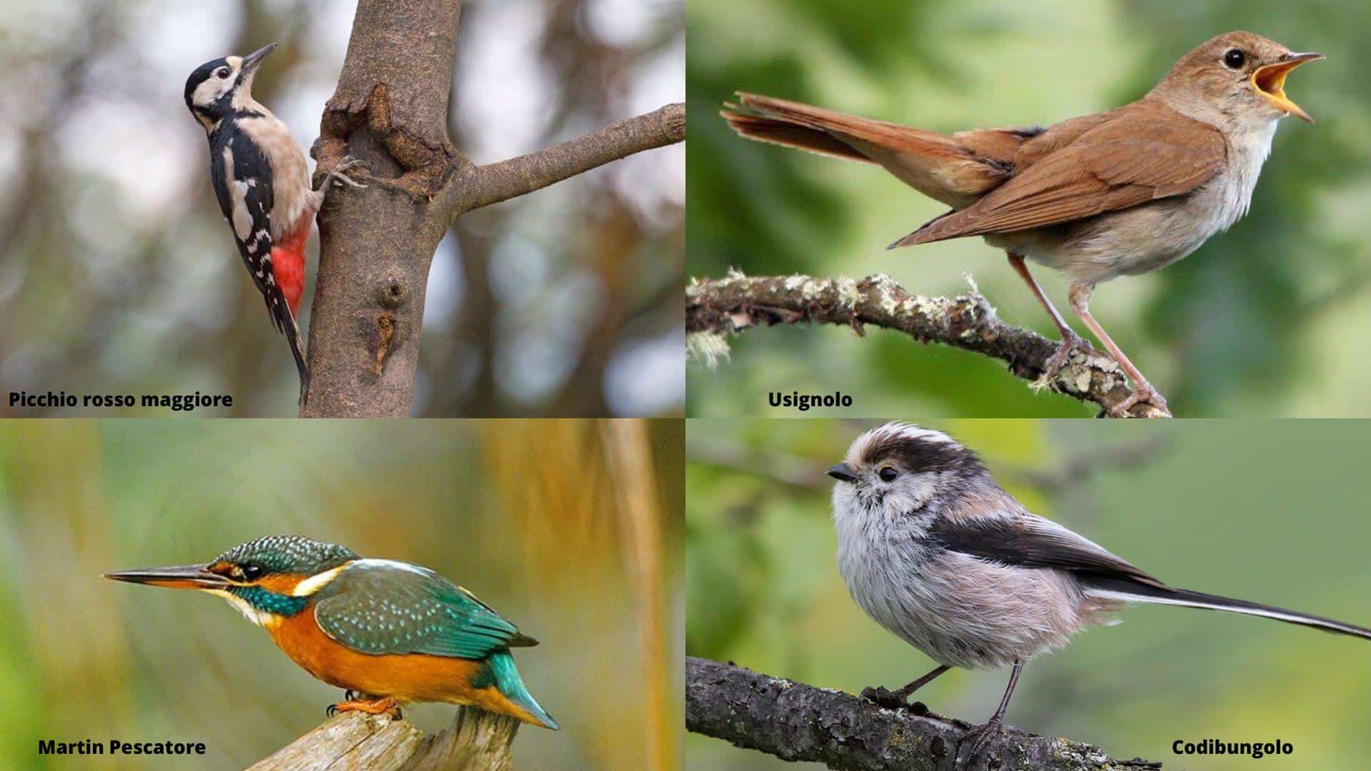 collage_avifauna_oasi Bosco di Montorfano_ Scheda EVF