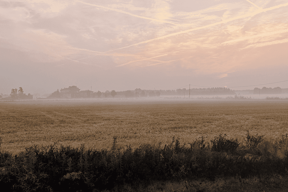 CAMPO DI RISO A CASCINA CANTALUPO - San Giuliano Milanese, Basso Milanese, Sud Milano