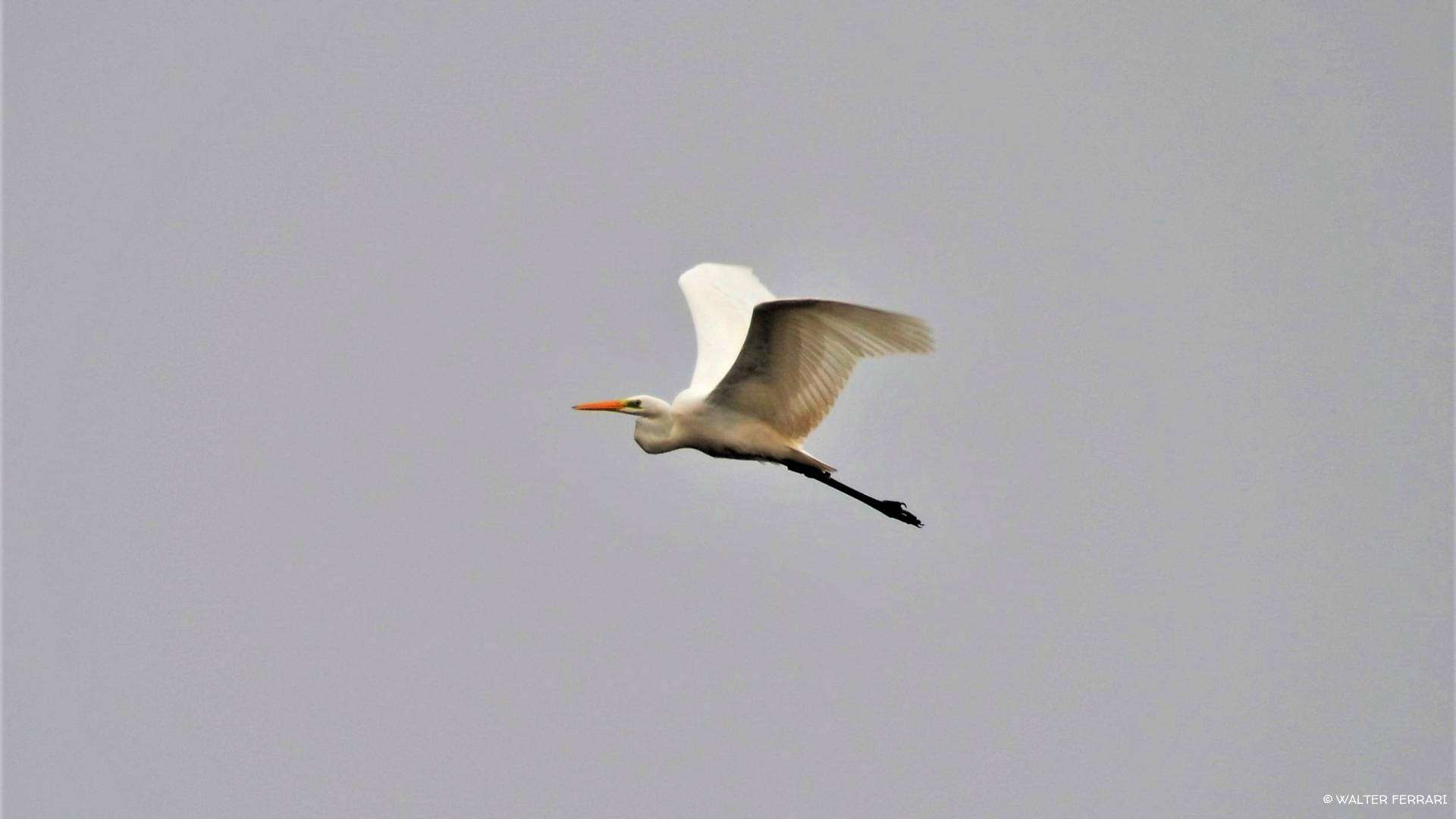 Airone bianco maggiore in volo, fotografia di Walter Ferrari per Ecomuseo della Vettabbia e dei Fontanili APS