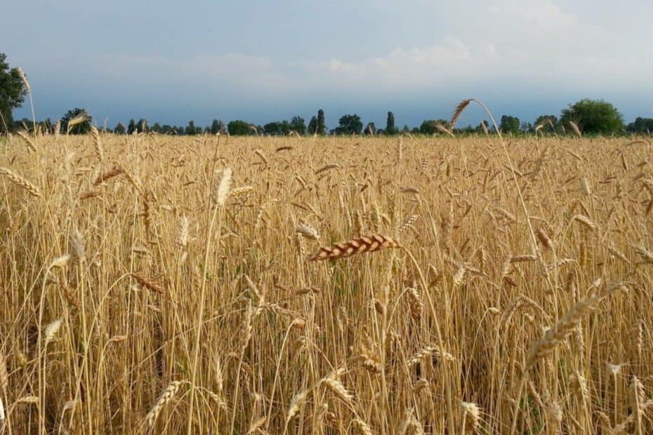 Podere Monticelli