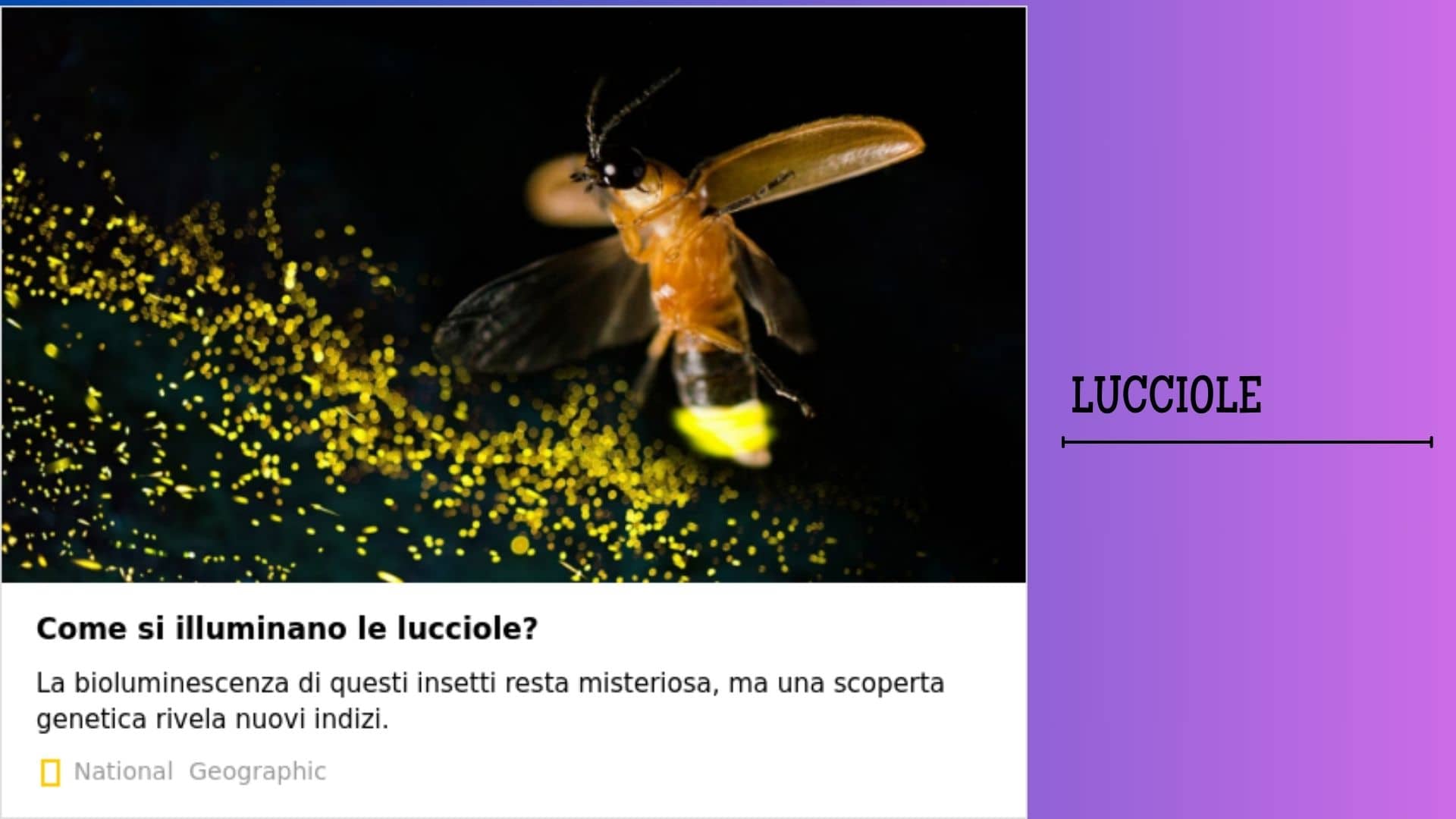 lucciole