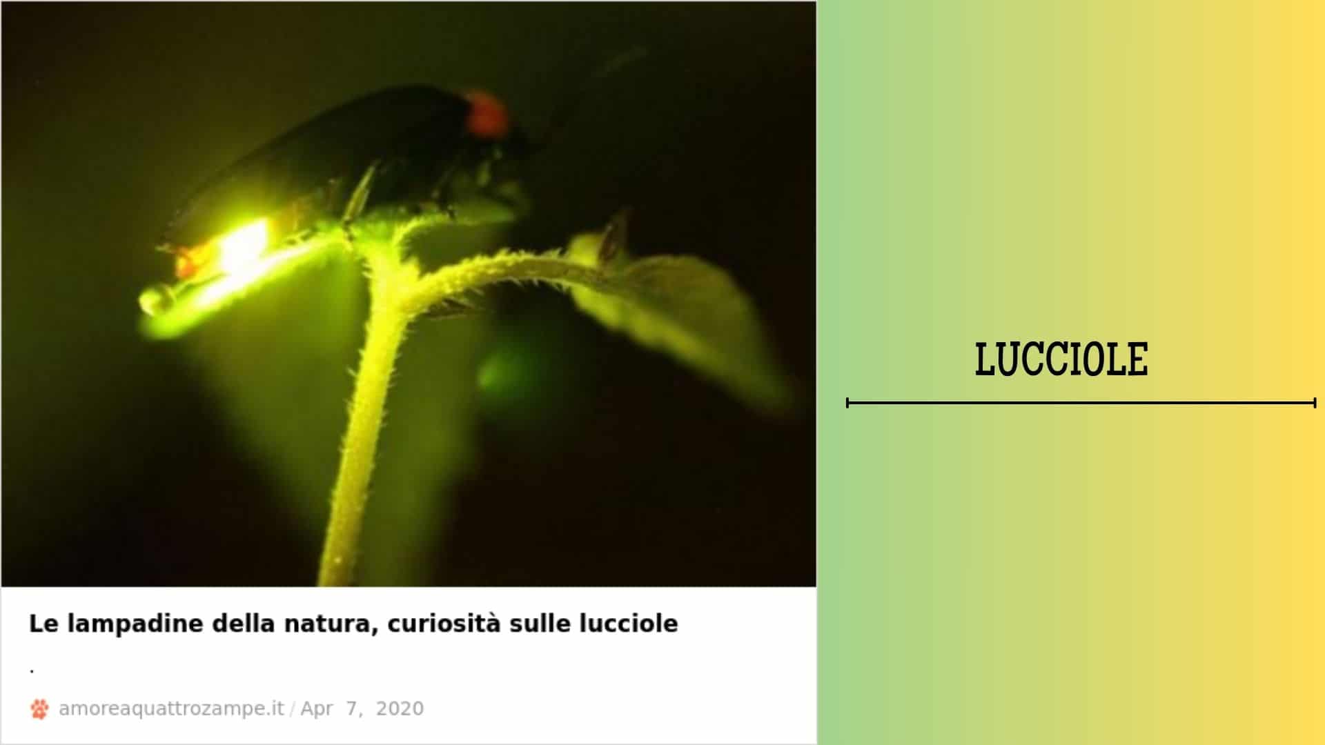 Lucciole