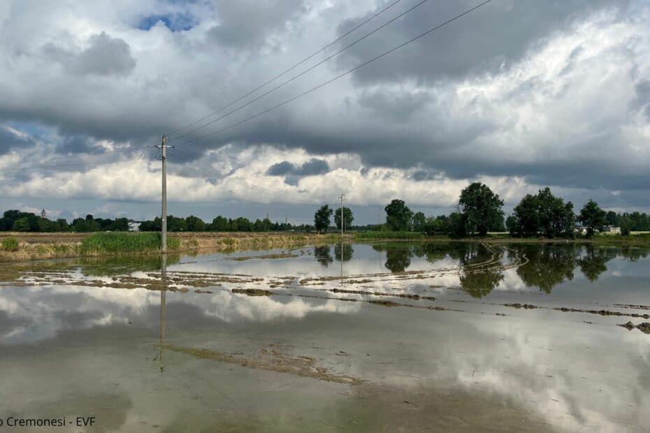 Passeggiata tra Fontanili e Nidi di Cicogne nel Basso Milanese - risaia