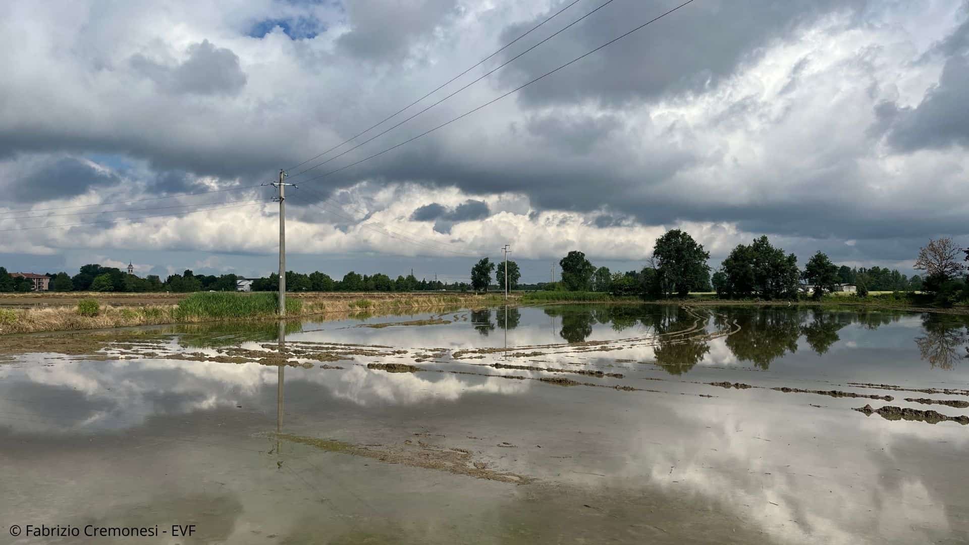 Passeggiata tra Fontanili e Nidi di Cicogne nel Basso Milanese - risaia