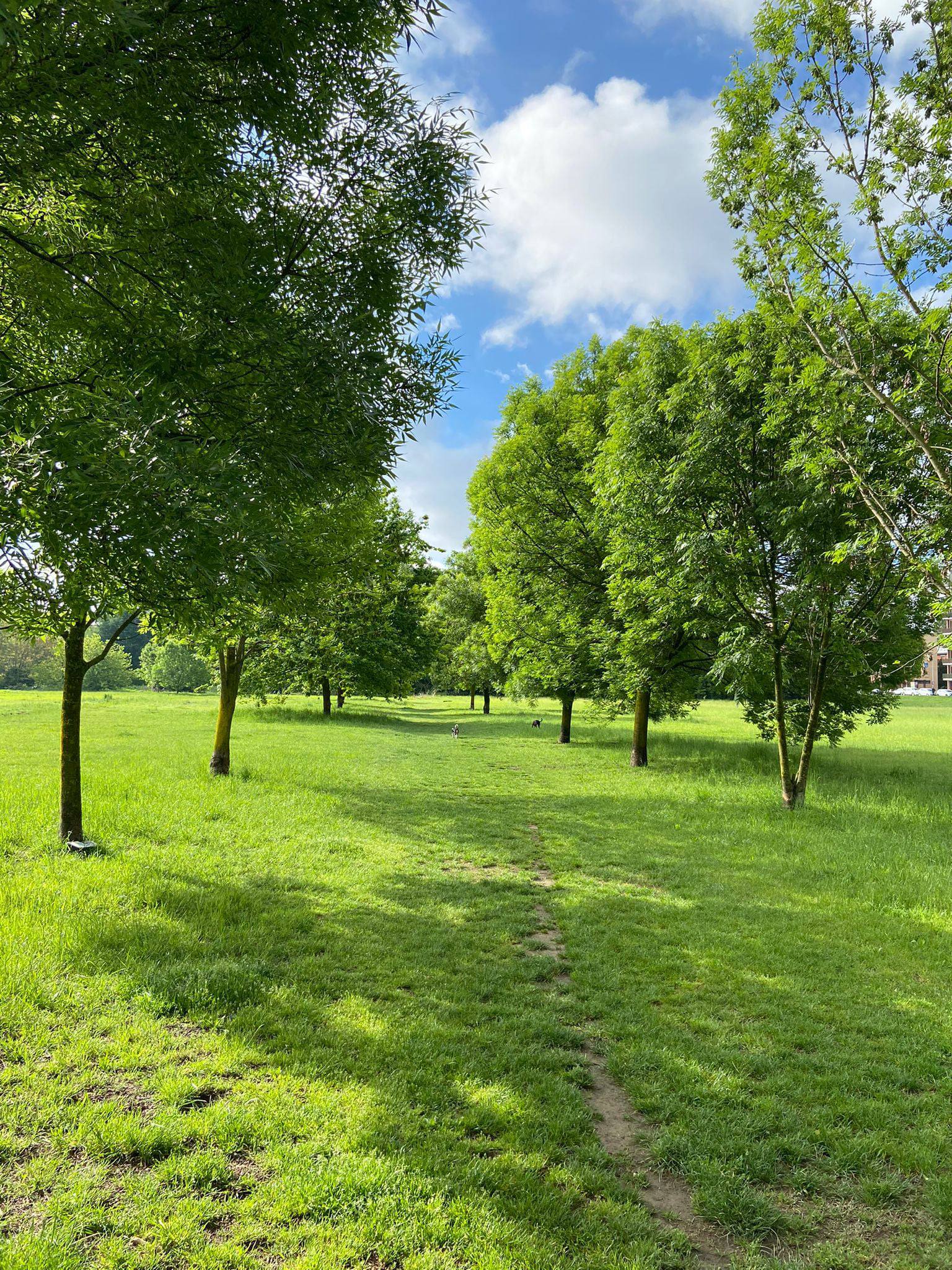 Il Pratone - San Donato Milanese ampia area verde situata al PIANO DI CAMPAGNA - 1